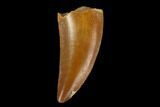 Serrated, Raptor Tooth - Real Dinosaur Tooth #115909-1